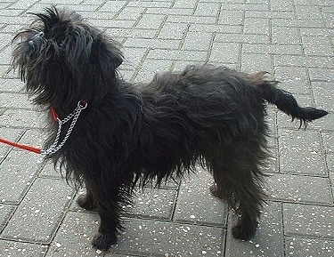 Affenpinscher