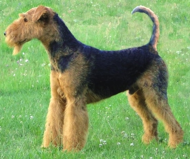 Airedale Terrier