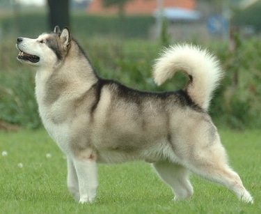 Alaskan Malamute