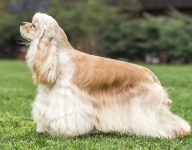 American Cocker Spaniel