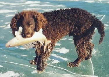 American Water Spaniel