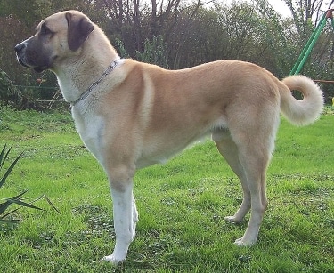 Anatolian Shepherd Dog by Tibilou - travail personnel (own work) Franck Balzar