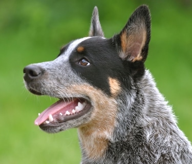 Australian Cattle Dog