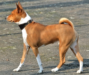 Basenji by fugzu