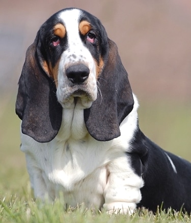 Basset Hound by Bonnie van den Born