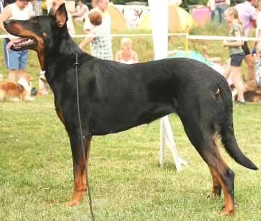 Beauceron by Pleple2000