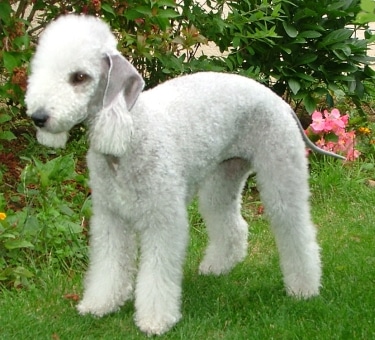 Bedlington Terrier by David Owsiany