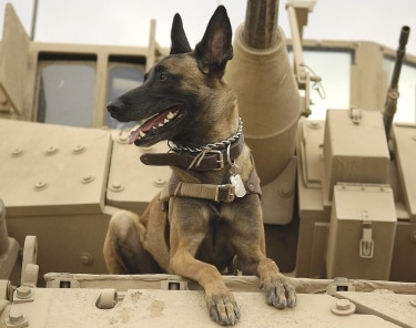 Belgian Malinois by U.S. Air Force photo by Staff Sgt. Stacy L. Pearsall 