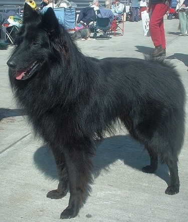 Belgian Sheepdog Gronendael