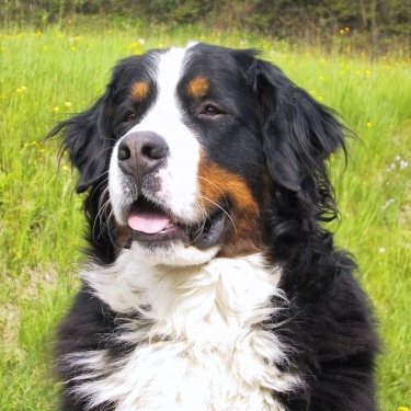 Bernese Mountain Dog by Ocmey 