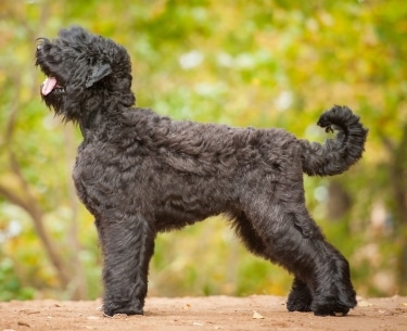 Black Russian Terrier