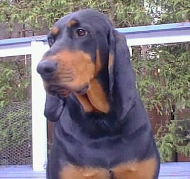 Black and Tan Coonhound by Scraig 