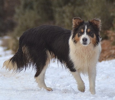 Border Collie By Rocbag 