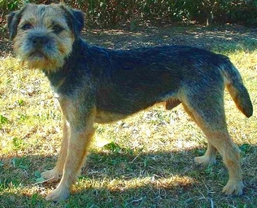 Border Terrier