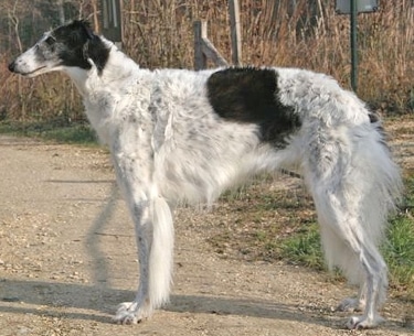 Borzoi by Design Barbara/Madeleine