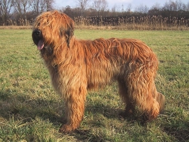 Briard by Birgit Balzer, Deutschland