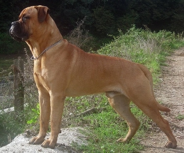 Bullmastiff by Fausto Moreno