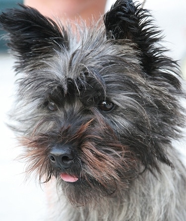 Cairn Terrier by A W 