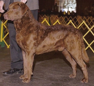 Chesapeake Bay Retriever by George Makatura