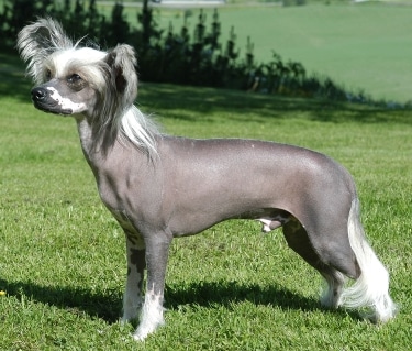 Chinese Crested Dog by Tommy Gildseth