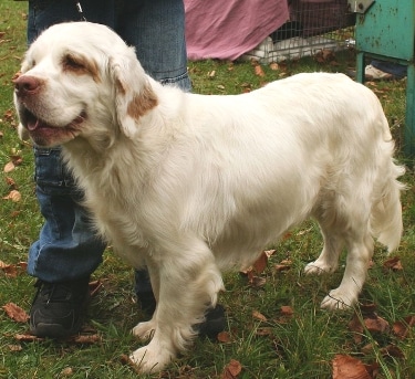 Clumber Spaniel by Pleple2000