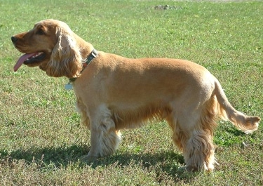 English Cocker Spaniel by Gergely Vass