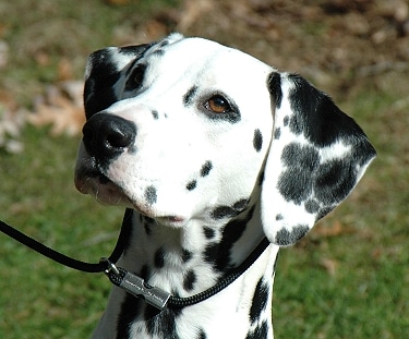 Dalmatian