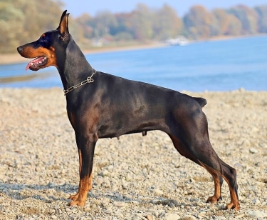 Doberman Pinscher by YamaBSM