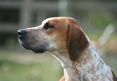 English Foxhound by Flickr user Thowra UK