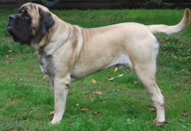 English Mastiff by Radovan Rohovsky