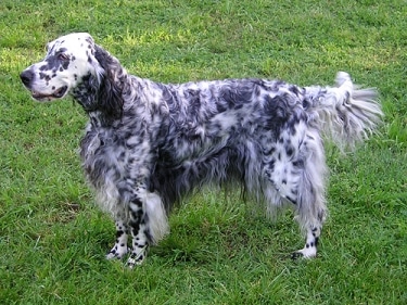 English Setter by Elf