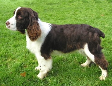 English Springer Spaniel by Elf