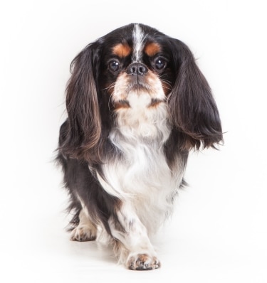 English Toy Spaniel