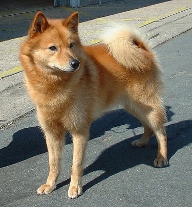 Finnish Spitz