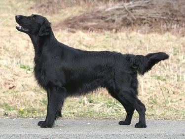 Flat Coated Retriever by Gunnandreassen