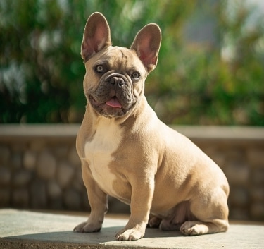 French Bulldog by DK1k 