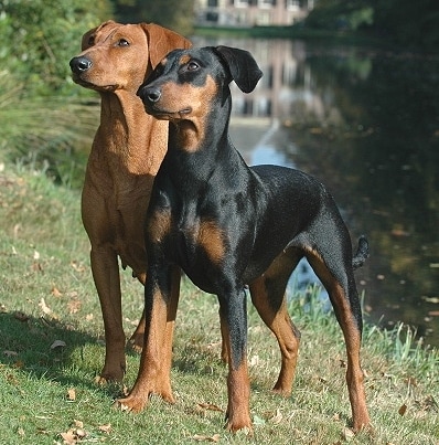 German Pinscher by Bonnie van den Born