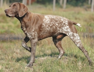 German Shorthaired Pointer by Bonnie van den Born