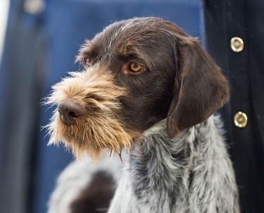 German Wirehaired Pointer by SheltieBoy