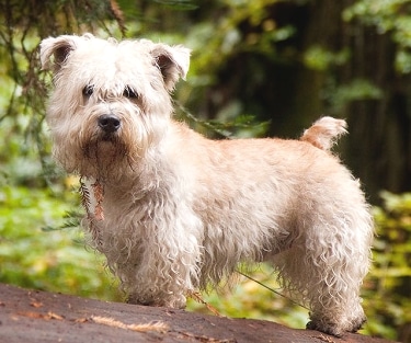 Glen Of Imaal Terrier by Kindall 