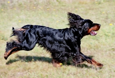 Gordon Setter by Nordic-Gordon-Hunters