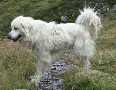 Great Pyrenees by Emma.Martinet 