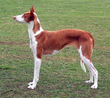 Ibizan Hound by Jan Eduard