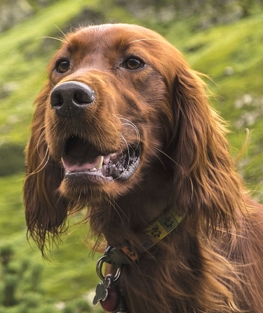 Irish Setter by Ehog.hu