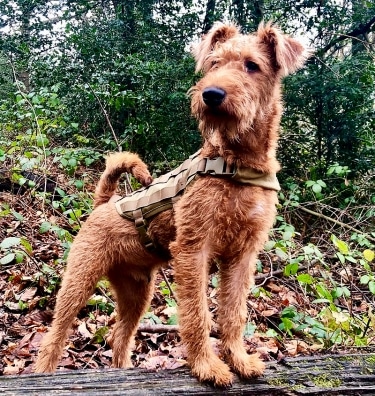 Irish Terrier by Andrew Clark