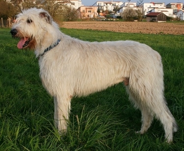 Irish Wolfhound by Camillo 60