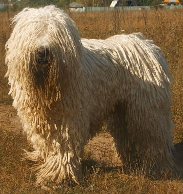 Komondor dog by Nikki68