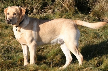 Labrador Retriever by IDS.photos from Tiverton, UK 