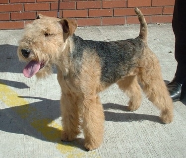 Lakeland Terrier by Sannse 