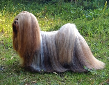  Lhasa Apso by Lhasaapso